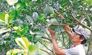 Phòng chống sâu bệnh gây hại cho cây có múi