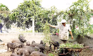 Kỹ thuật chăn nuôi lợn mán