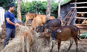 Kỹ thuật nuôi bò sinh sản