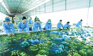 Áp dụng công nghệ cao bảo quản nông sản