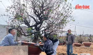 Làng hoa Nhật Tân tất bật vào vụ đào mới