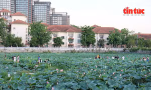 Hà Nội mùa sen tháng Sáu thơm ngát Tây Hồ