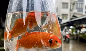 Nâng cao ý thức bảo vệ môi trường trong ngày ông Công ông Táo