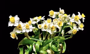 Thủy tiên lặng lẽ ấm nồng hương xưa
