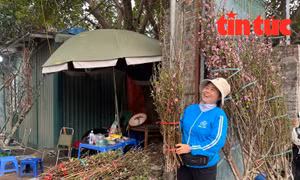 Thú chơi đào Tết sớm của người Hà Nội