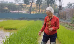 Anh hùng Lao động Nguyễn Thị Trâm: Người phụ nữ dệt nên mùa vàng