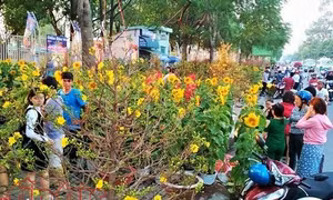 TP Hồ Chí Minh sẽ tổ chức 128 chợ hoa trong dịp Tết Nguyên đán 2019