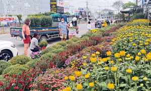 Đường phố TP Hồ Chí Minh rực rỡ sắc màu hoa Tết