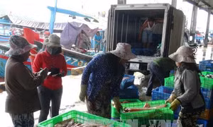 Nhiều giải pháp hoàn thành kế hoạch khai thác vụ cá Nam