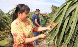 Giá thanh long tăng vọt trở lại do khan hàng, gấp 4 lần so với nửa tháng trước