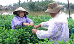 Mưa lũ khiến cả nghìn ngôi nhà ở Quảng Ngãi bị ngập