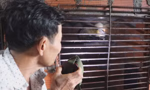 Nuôi cầy vòi hương tại xã Thiện Tín: Từ đòn bẩy vốn vay đến khát vọng thương hiệu nước hoa nội địa