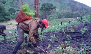 Ươm mầm xanh cho núi rừng Tây Nguyên