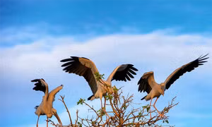 Trà Sư - Nàng tiên thức giấc