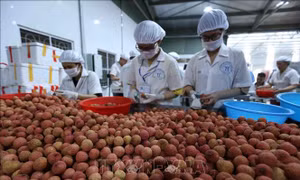Xúc tiến tiêu thụ vải thiều Bắc Giang vào thị trường Hoa Kỳ