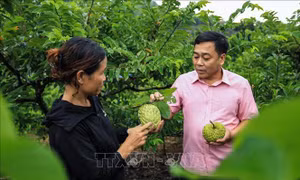 Hòa Bình: Nông nghiệp, nông thôn khởi sắc nhờ các giải pháp đồng bộ