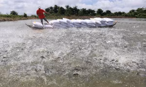 Câu chuyện “Cá & kiến” trong kinh doanh