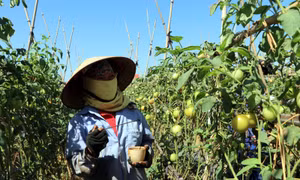 Phát triển nông nghiệp sạch ven đô