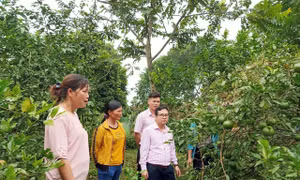 Chuyện viết đơn tình nguyện ra khỏi hộ nghèo ở Nghệ An