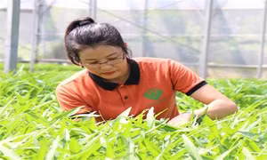 Chắp cánh thương hiệu cho nông sản an toàn