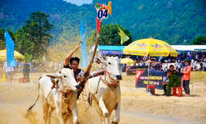 Tưng bừng Lễ hội đua bò Bảy Núi  