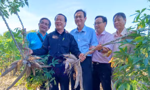 'Xấu dây - tốt củ'