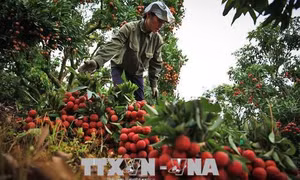 Kết thúc vụ vải thiều, nông dân Bắc Giang thu về hơn 5.700 tỷ đồng