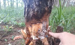 Tan hoang rừng thông 20 năm tuổi ở Đam Rông, Lâm Đồng