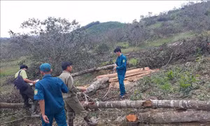 Yêu cầu Chủ tịch UBND tỉnh Lâm Đồng làm rõ các vụ phá rừng