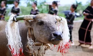 Trả lại số tiền người dân đã đóng góp cho Lễ hội đâm trâu