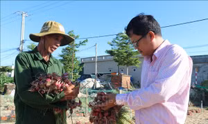 Vốn chính sách giúp người dân đảo tiền tiêu Lý Sơn thoát nghèo