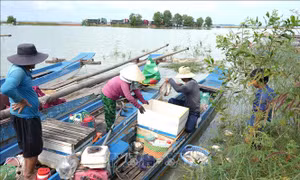 Người dân đánh bắt cá trên hồ Dầu Tiếng bất chấp lệnh cấm trong mùa thả cá giống