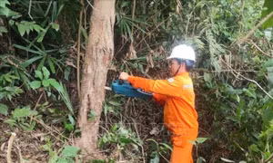 Ứng phó bão số 5: Tổng công ty Điện lực miền Trung gia cố hệ thống điện, viễn thông 