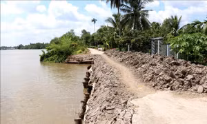 Vĩnh Long: Chủ động ứng phó, phòng ngừa sạt lở bờ sông