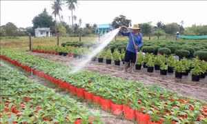 Vụ rau, hoa phục vụ Tết vào giai đoạn 'nước rút'