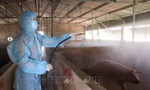 Đề xuất cơ chế, chính sách hỗ trợ thiệt hại do bệnh dịch tả lợn châu Phi