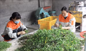 Mở rộng vùng dược liệu, tạo động lực mới cho nông nghiệp Hưng Yên