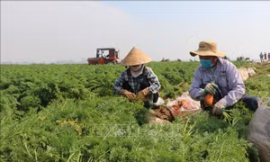Nông dân gặp khó do nhiều loại cây vụ Đông mất giá