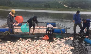 Kon Tum xử lý hơn 26 tấn cá chết do ảnh hưởng bão số 5
