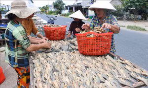 Làng nghề khô cá lóc vào vụ khi nước lũ rút