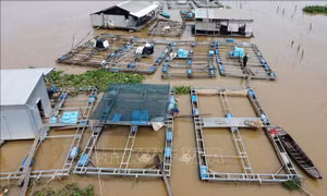 Vùng đầu nguồn sông Tiền chủ động 'chung sống' với lũ