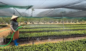 Xóa bỏ hiện tượng phân biệt 'hàng để ăn' và 'hàng để bán'