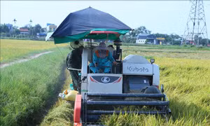 Lúa Xuân được mùa, nông dân rộn ràng vào vụ gặt