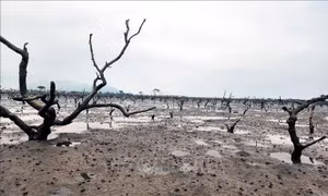 Rừng ngập mặn ở Hà Tĩnh chết khô