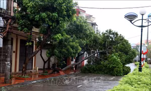 Hải Dương: Bão số 3 khiến nhiều cây xanh, biển quảng cáo, pano bị đổ
