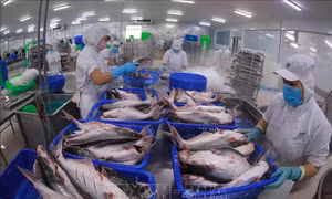 Ngành thuỷ sản tìm cơ hội phục hồi xuất khẩu những tháng cuối năm