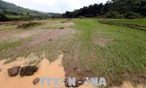 'Lũ chồng lũ', người dân Núa Ngam, Điện Biên gặp khó