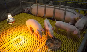 Quảng Ngãi bố trí hơn 41 tỷ đồng hỗ trợ thiệt hại do dịch tả lợn châu Phi 
