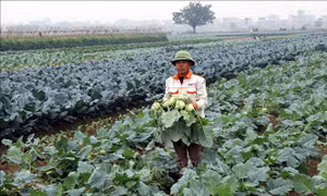 Thắng lợi 'kép' từ cây vụ Đông