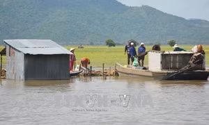 An Giang vỡ bờ bao làm ngập 720 ha lúa Thu Đông
